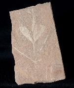 Ginkgoites cf. sibirica (HEER 1876) - Bild &copy; FossNet FossilienStore